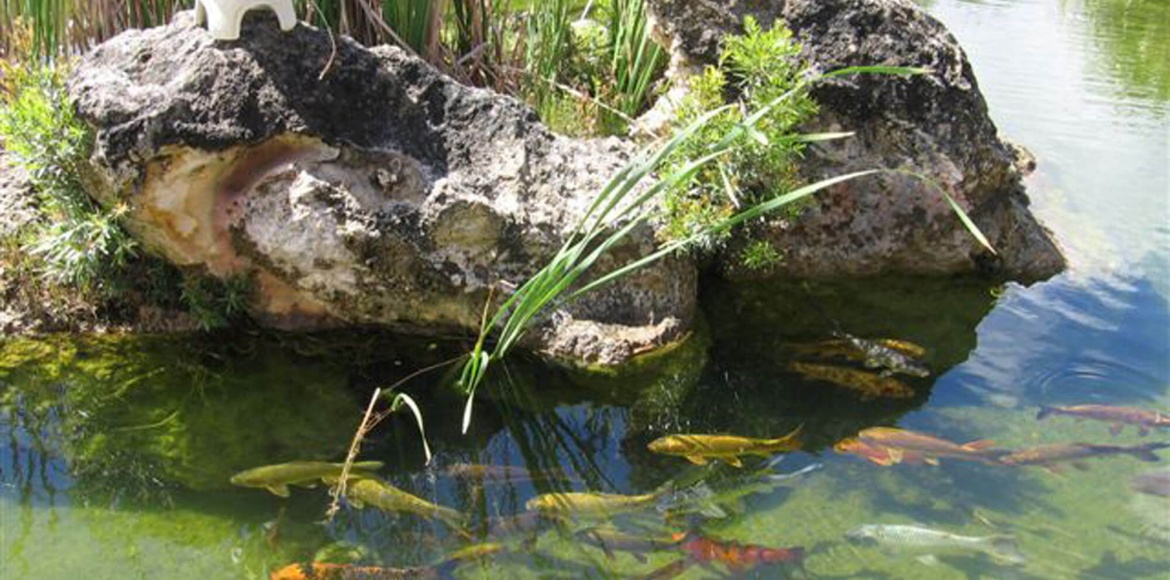 Photo of Koi Pond